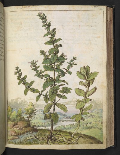 Teucrium scordium, da 
