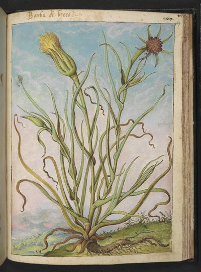 Tragopogon porrifolius, da "Paintings of Flora of the Roman States" di Gherardo Cibo da Gherardo Cibo