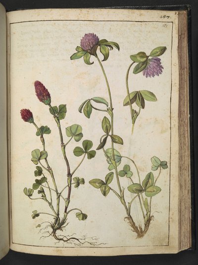 Trifolium incarnatum & Trifolium pratens, da 