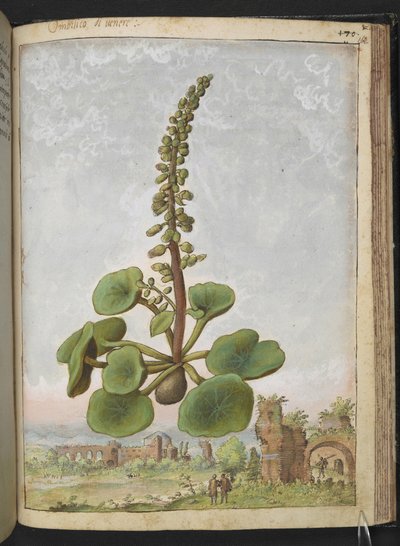 Umbilicus rupestris (Umbilico di Venere): Pianta fiorita commestibile, da 
