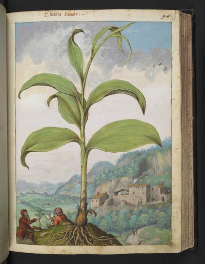 Veratrum nigrum, da 