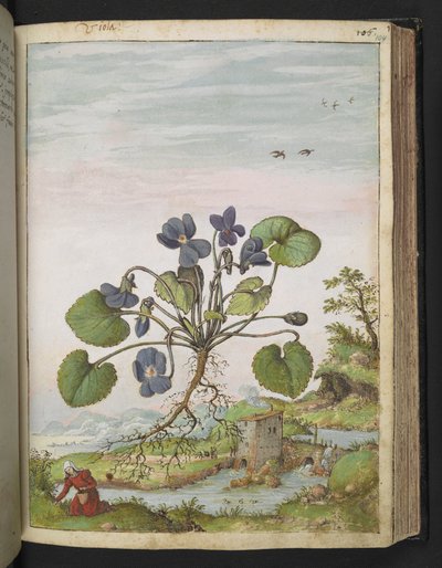 Viola odorata, da "Dipinti della flora degli Stati Romani" di Gherardo Cibo, Add MS 22333, f104r, c.1564-84 da Gherardo Cibo