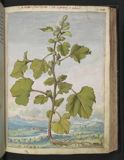 Xanthium strumarium, da 