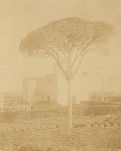[Albero nel Giardino Formale Fuori dal Palazzo], 1860s-70s da Giacomo Caneva