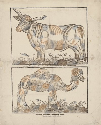 Bue e cammello da Gijsbert de Groot Keur