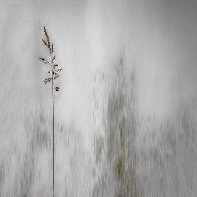 Erba solitaria, delicatamente sfocata da Gilbert Claes