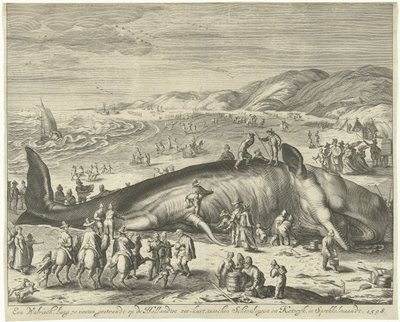 Balena Arenata a Berckhey, 1598 Una balena lunga 70 piedi, arenata sulla costa olandese, tra Scheveningen e Katwijk, a febbraio, 1598 da Gilliam van der Gouwen
