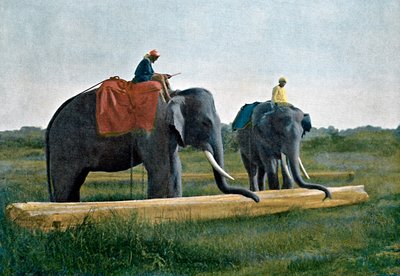 Elefanti che spostano un tronco, Ceylon, c1890 da Gillot
