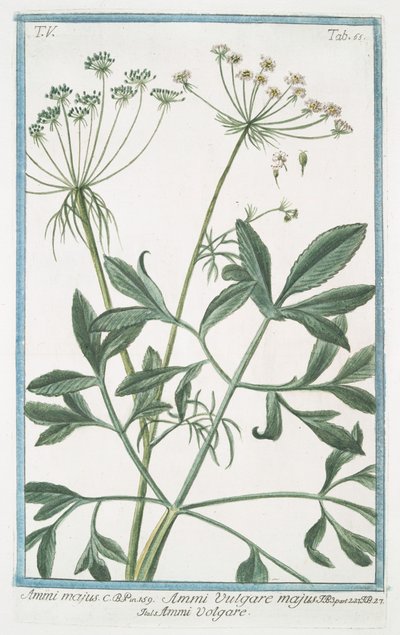 Ammi majus da Giorgio Bonelli