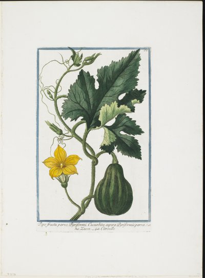 Stampa vegetale, da Hortus Romanus, Vol. I o II da Giorgio Bonelli