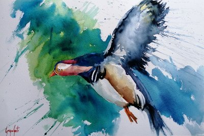 Anatra mandarina in volo da Giorgio Gosti