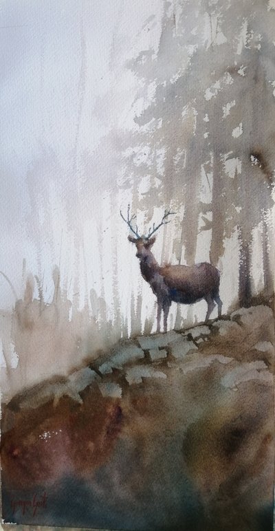 Cervo della foresta nebbiosa da Giorgio Gosti