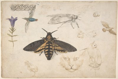 Studi di una genziana, falena, uccelli, gatti, motivo intrecciato e fregi greci recto, 1530-40 da Giorgio di Giovanni