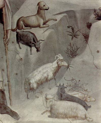 Scene della vita di Gioacchino: 5. Il sogno di Gioacchino

 (dettaglio) da Giotto