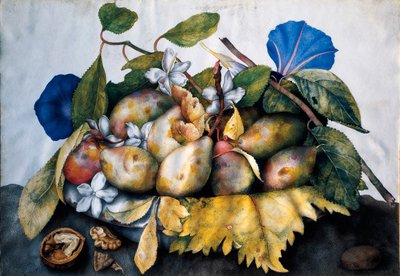 Piatto di prugne, gelsomino e noci. Dipinto su pergamena di Giovanna Garzoni da Giovanna Garzoni