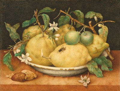 Natura morta con ciotola di cedri da Giovanna Garzoni