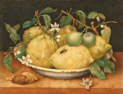Natura morta con una ciotola di cedri, c.1640 da Giovanna Garzoni
