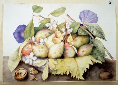 Immagine sconosciuta da Giovanna Garzoni