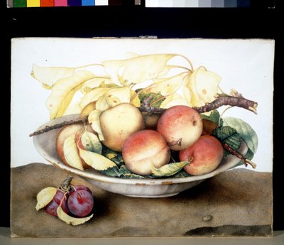 Immagine sconosciuta da Giovanna Garzoni