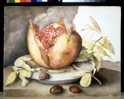 Immagine sconosciuta da Giovanna Garzoni