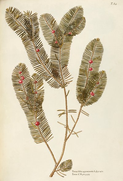 Tasso europeo (Taxus baccata), Taxaceae di Giovanni Antonio Bottione da Giovanni Antonio Bottione