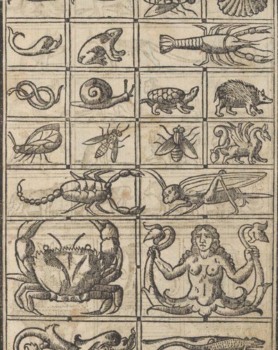 Essempio di recammi, pagina 11 recto da Giovanni Antonio Tagliente