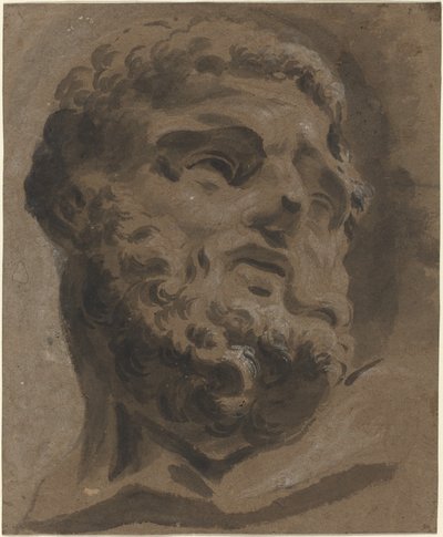 Testa barbuta dall
