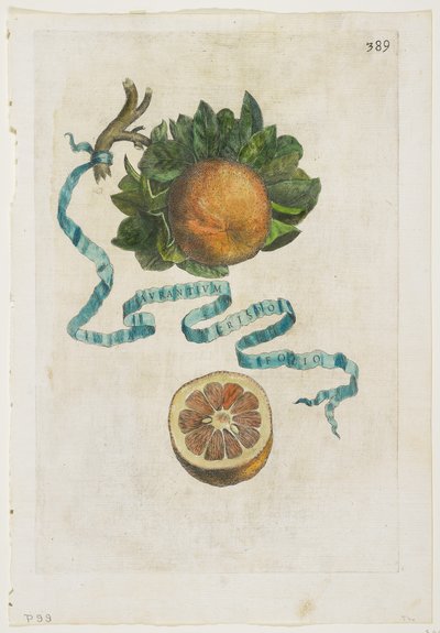 Aurantium Crispo Folio, da Hesperides, 1646 da Giovanni Battista Ferrari