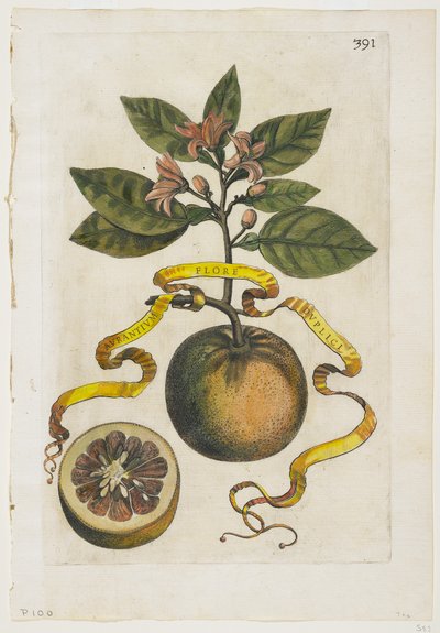 Aurantium Flore Duplici, da Hesperides, 1646 da Giovanni Battista Ferrari