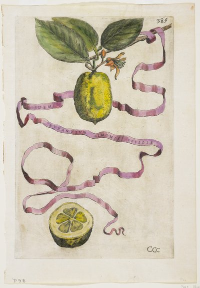 Idem Aurantium Limonis Effigle, da Hesperides, 1646 da Giovanni Battista Ferrari