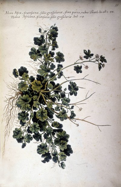 Alcea Afra - In "Historia botanica pratica, seu plantarum, quae ad usum medianae pertinent, nomenclatura, descriptio et virtutes..." di Giovanni Battista Morandi (? - 1761) da Giovanni Battista Morandi