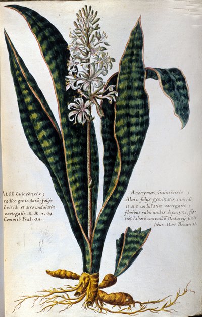 Aloe. Pianta medicinale. Incisione - in "Historia botanica practica, seu plantarum, quae ad usum medicinae pertinent, nomenclatura, descriptio et virtutes..." da Giovanni Battista Morandi