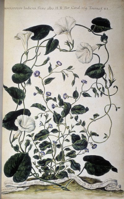 Tavola botanica: Varietà di convolvolo. Varietà di Convolvulus (Convolvulus Indicus flora albo; Convolvulus Siculus). Giovanni Battista Morandi, Hortulus botanicus pictus sive collectio plantarum..., Volume I da Giovanni Battista Morandi
