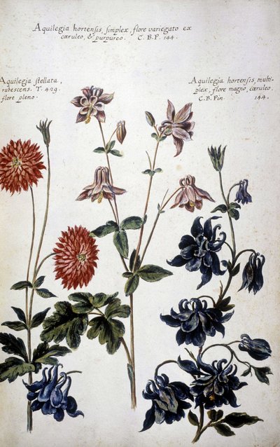 Tavola botanica: tre tipi di Ancolie (Aquilegia) da Giovanni Battista Morandi