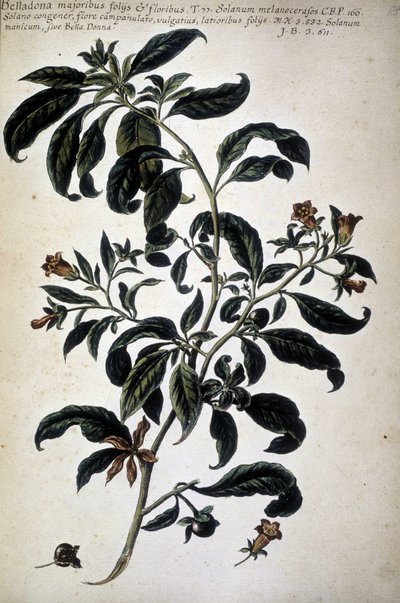 Tavola botanica: Belladonna (Belladona Majoribus Folys) - In 