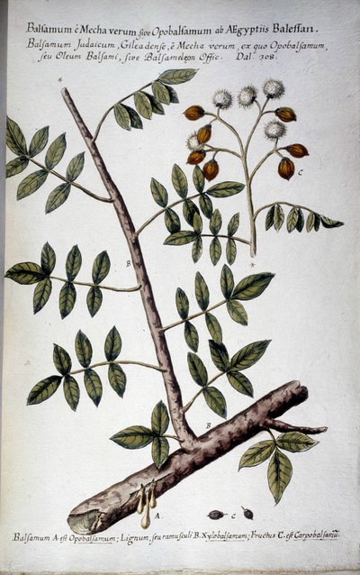 Opobalsamo (Ramo con resina) da Giovanni Battista Morandi