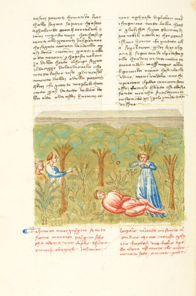 Decameron, La pianta della salvia - Morte di Pasquino , Quarta giornata, racconto 7. da Giovanni Boccaccio