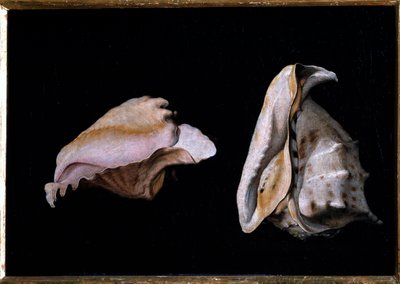 Due conchiglie (Natura morta con conchiglie) da Giovanni Girolamo Savoldo