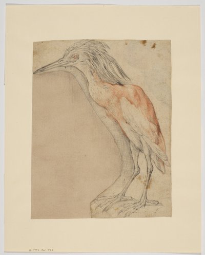 Airone, recto da Giovanni da Udine (after)