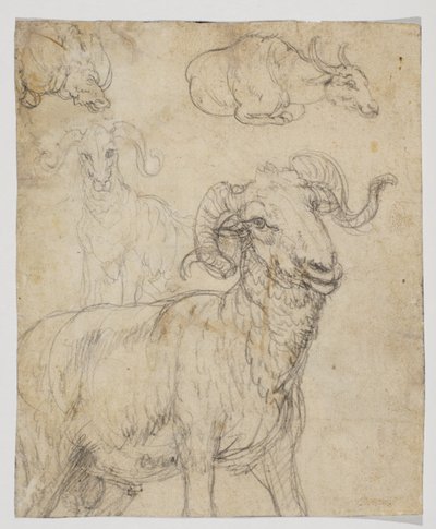 Ariete e bufalo, verso da Giovanni da Udine (after)