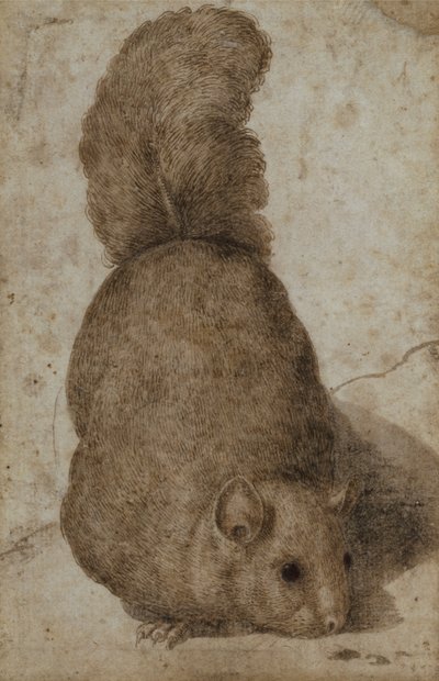 Uno scoiattolo da Giovanni da Udine (attr. to)