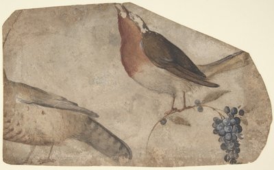 Uccello che mangia uva recto, Tigre verso da Giovanni da Udine