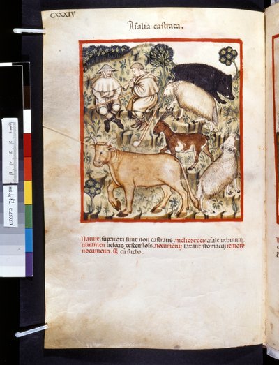 Theatrum sanitatis di Ububchasym de Baldach: 