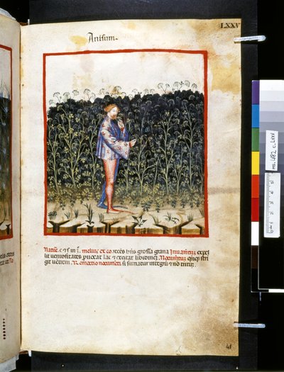 Theatrum sanitatis di Ububchasym de Baldach: 