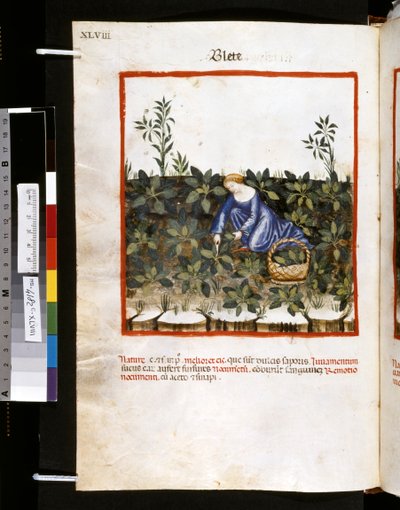 Theatrum sanitatis di Ububchasym de Baldach: 