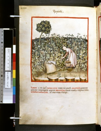 Theatrum sanitatis di Ububchasym de Baldach: 