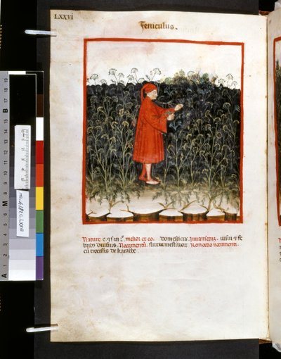 Theatrum sanitatis di Ububchasym de Baldach: 