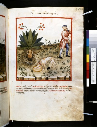 Theatrum sanitatis di Ububchasym de Baldach: 