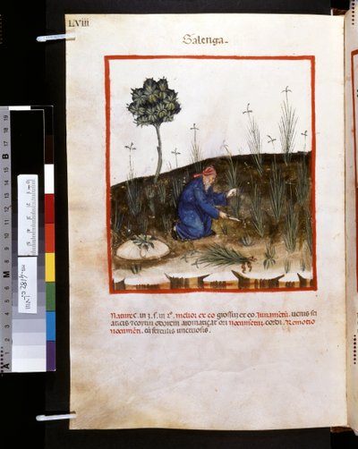 Theatrum sanitatis di Ububchasym de Baldach: 