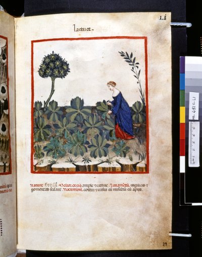 Theatrum sanitatis di Ububchasym de Baldach: 